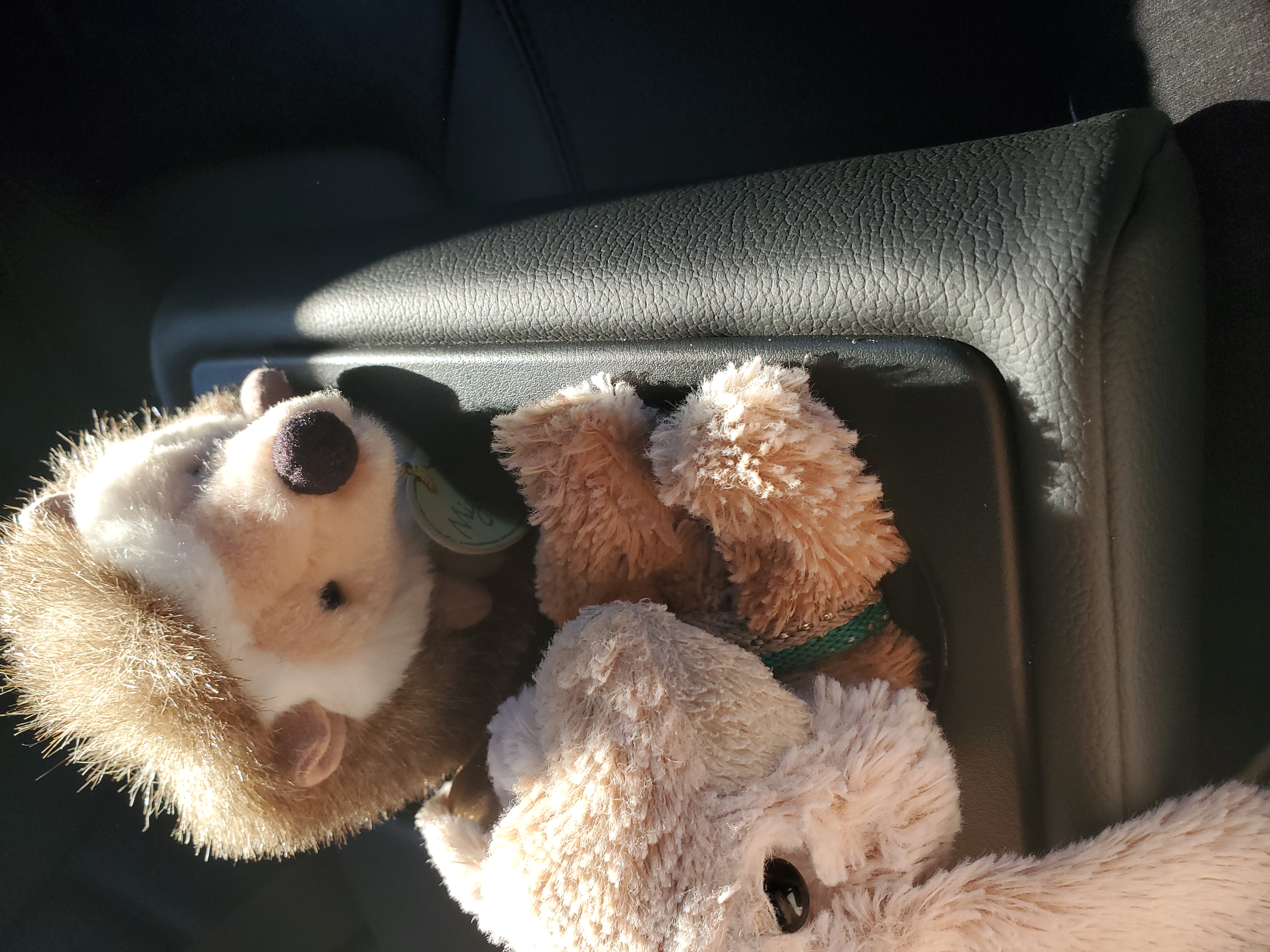 Vita and Hedgie using cupholders as seats (again)